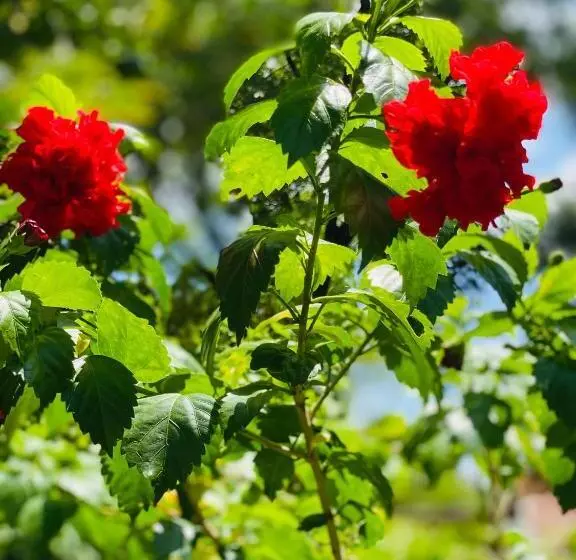 Hotelli Sunflower Inn