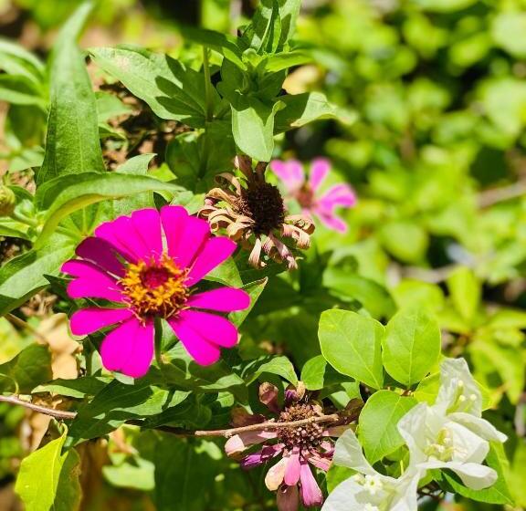 ホテル Sunflower Inn