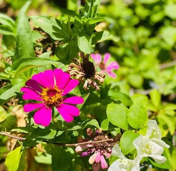 Hotelli Sunflower Inn