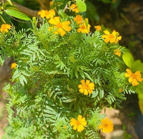 ホテル Sunflower Inn