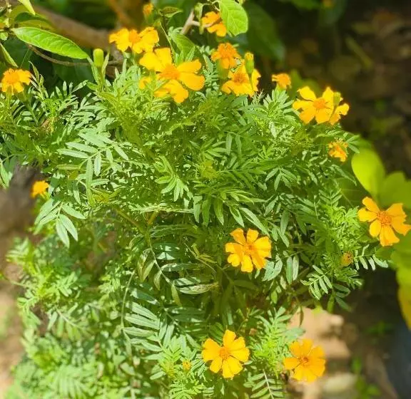 Hotelli Sunflower Inn