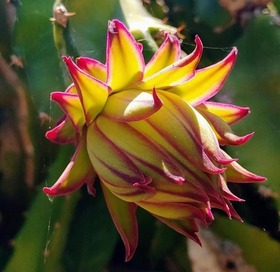 تختخواب و صبحانه Eskal Péi Auberge De Jeunesse & Chambres D Hôtes