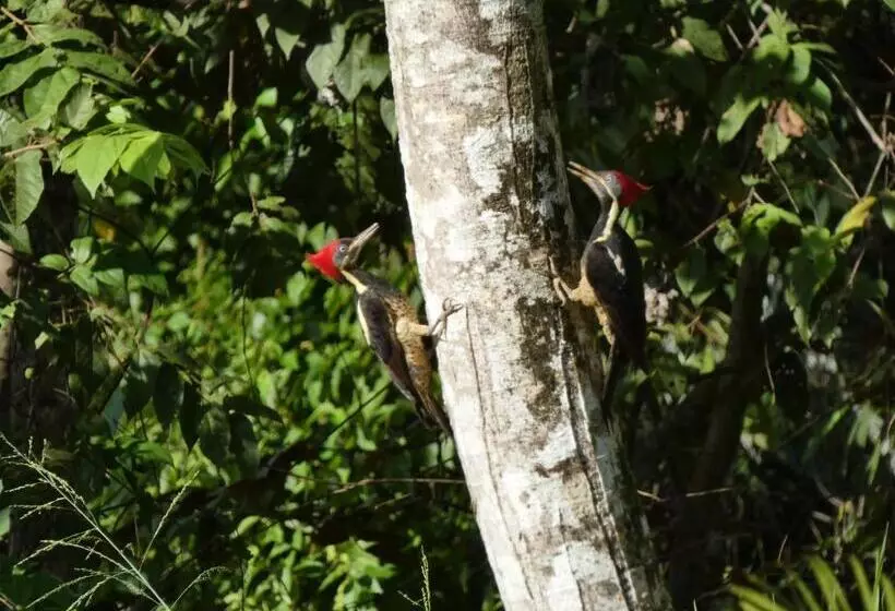 تختخواب و صبحانه Puraquetzal