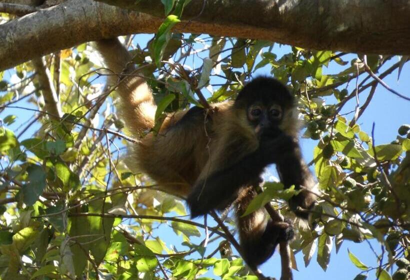 Bed and Breakfast Puraquetzal