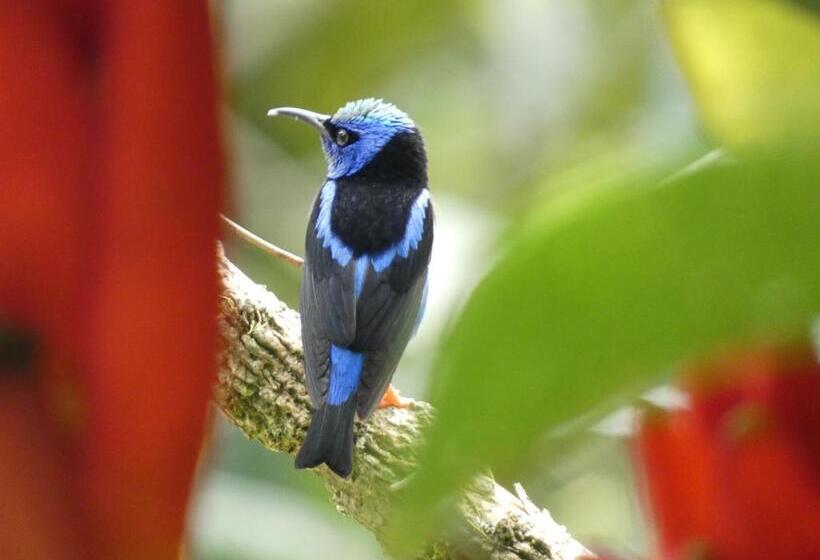 Bed and Breakfast Puraquetzal