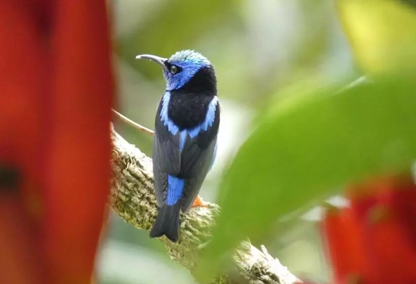 تختخواب و صبحانه Puraquetzal