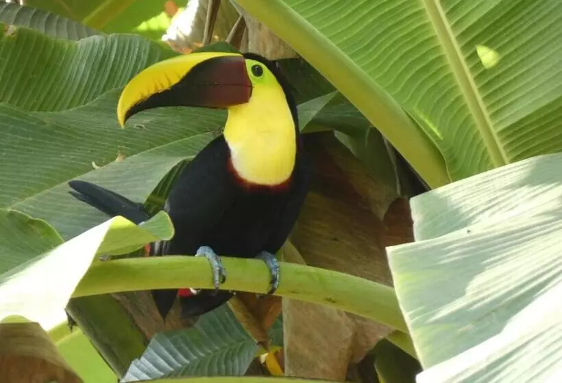 تختخواب و صبحانه Puraquetzal