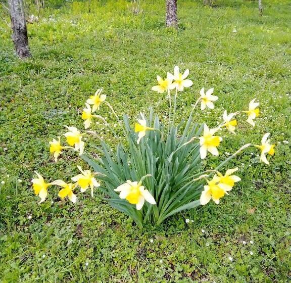 پانسیون Guesthouse Lasha