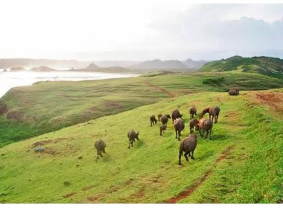 Pensjonat Bale Bagus