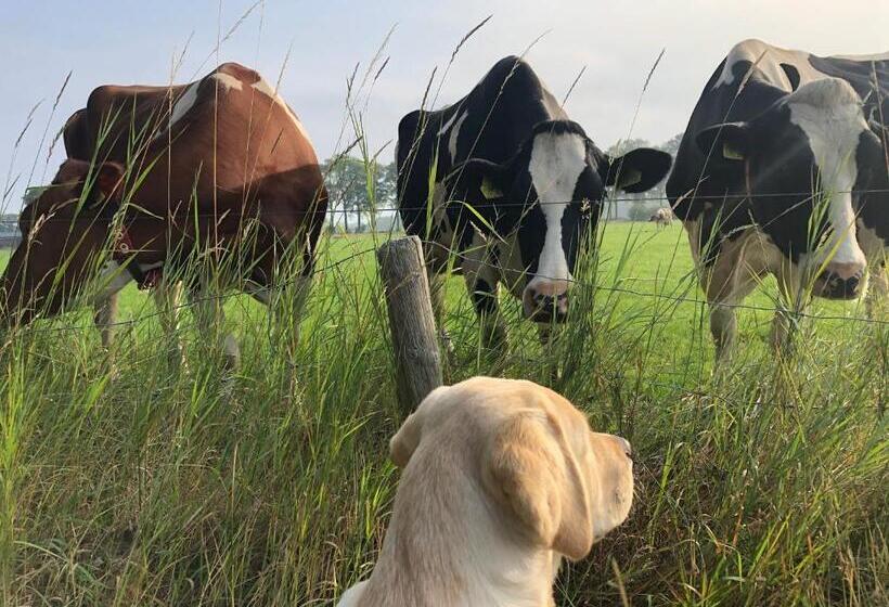 住宿加早餐  Brour&bos