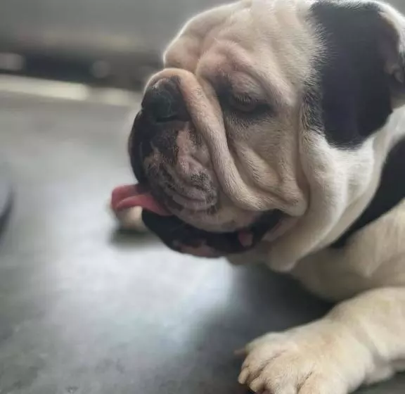 Hotelli Boxcar Four Family Suite Near St Louis