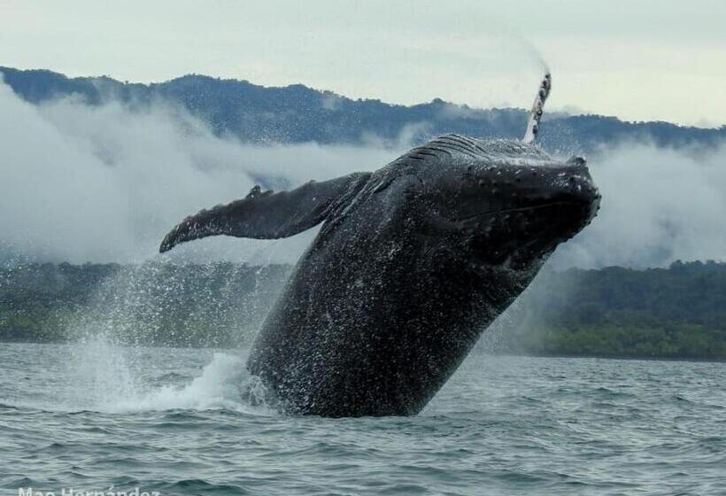 هاستل Hostal Herping Bahia Solano Tour