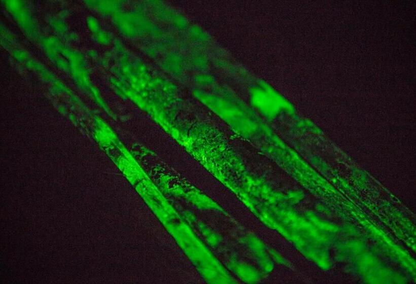 هاستل Hostal Herping Bahia Solano Tour