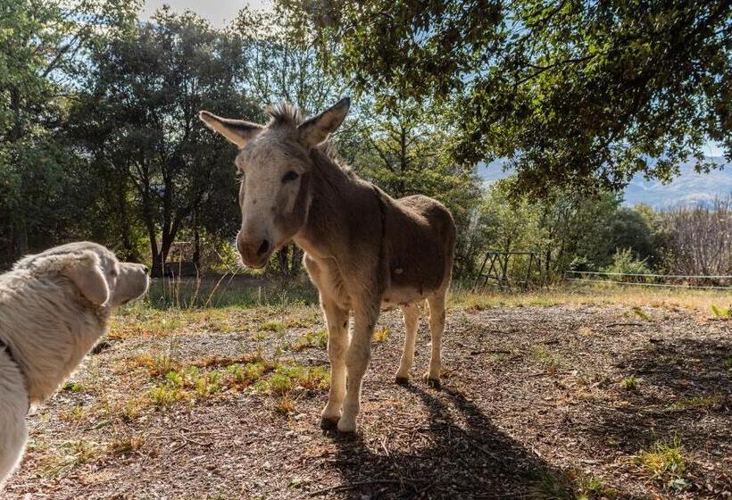 פנסיון Suite Rosas