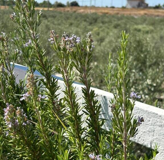 ホテル Domus Tenuta Rinaldi