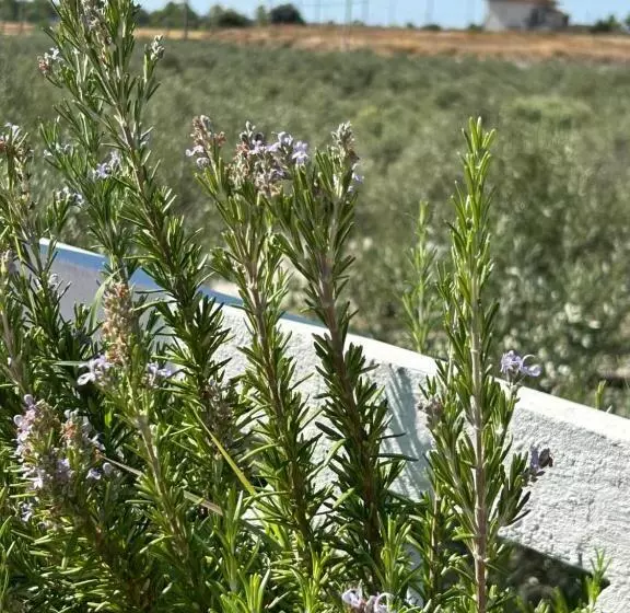 هتل Domus Tenuta Rinaldi