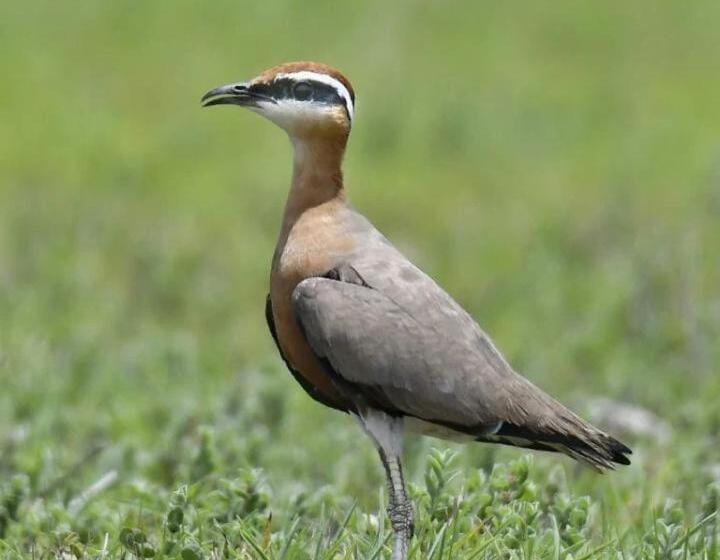 ホテル Desert Safari Mehtab