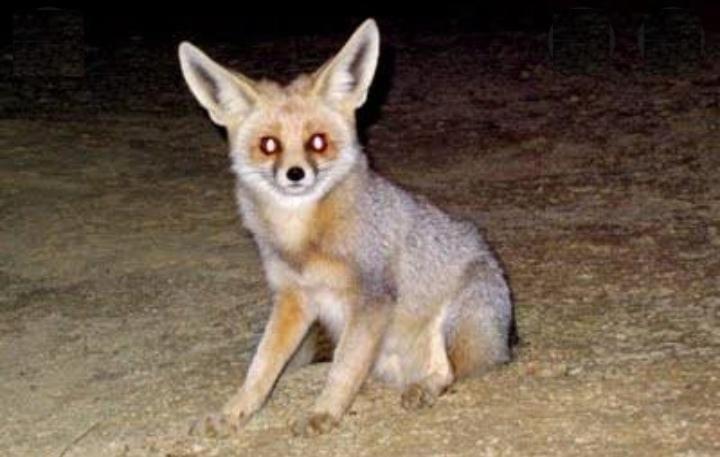 ホテル Desert Safari Mehtab