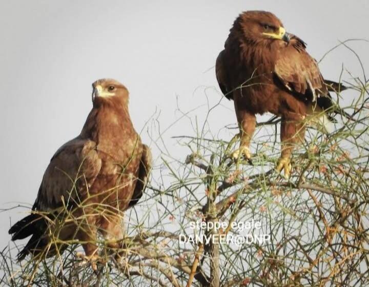 ホテル Desert Safari Mehtab