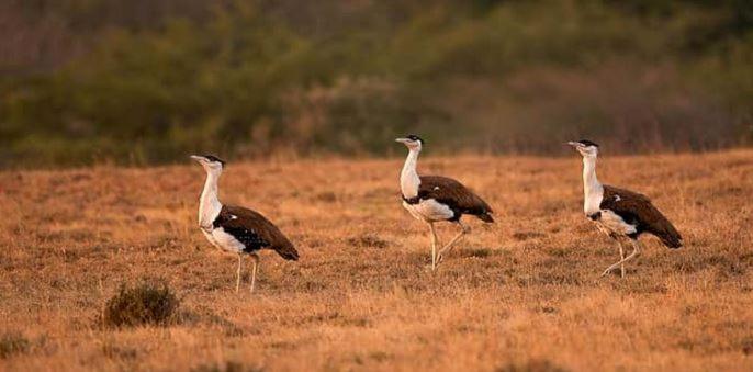 ホテル Desert Safari Mehtab