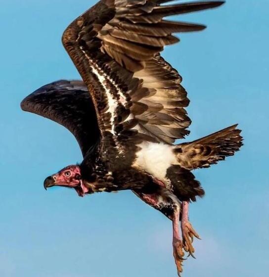 ホテル Desert Safari Mehtab