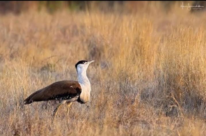 ホテル Desert Safari Mehtab
