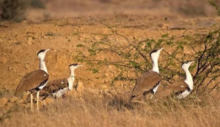 ホテル Desert Safari Mehtab