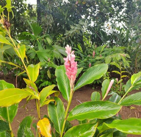 ホテル Cabinas Las Palmas