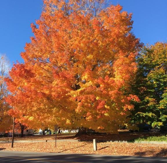 فندق The Beach Rose Inn