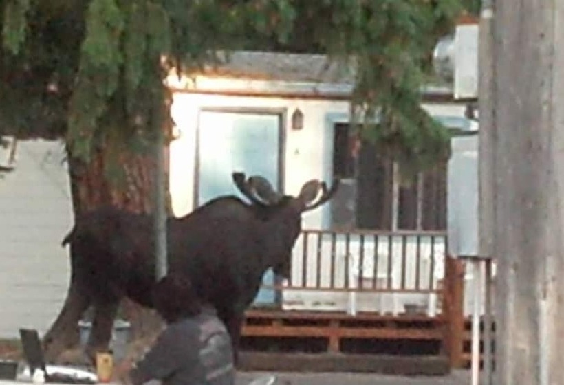 Little River Motel Saint Regis