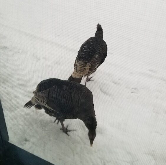 Little River Motel Saint Regis