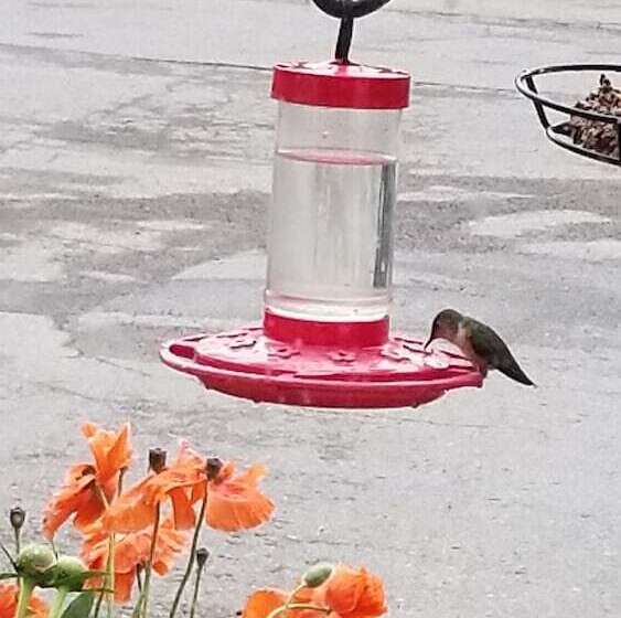 Little River Motel Saint Regis