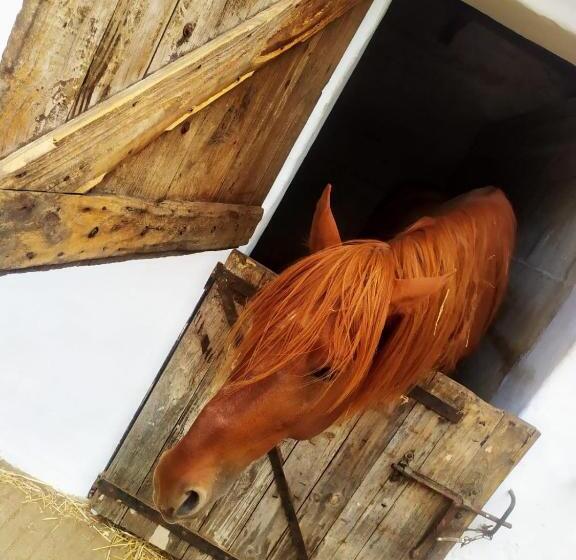 Appart Hôtel Cabo Negro M Diq   Piscine