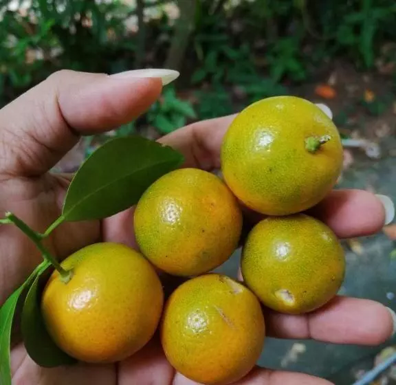 ペンション Udara S Colombo Rooms