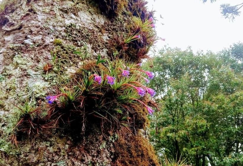 Отель Casa Da Paz Hostel & Suítes