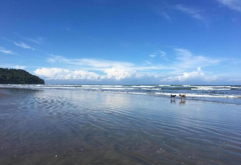 호스텔 Alouatta Playa Coyote