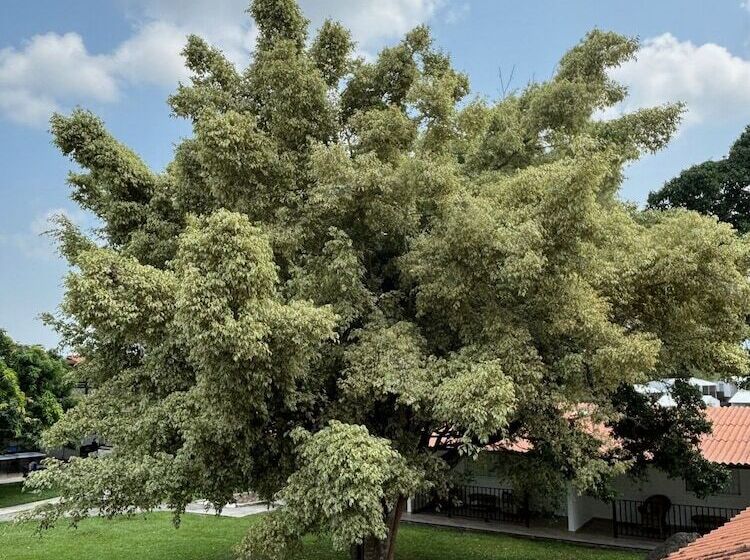 Finca Hotel Cerritos Plaza