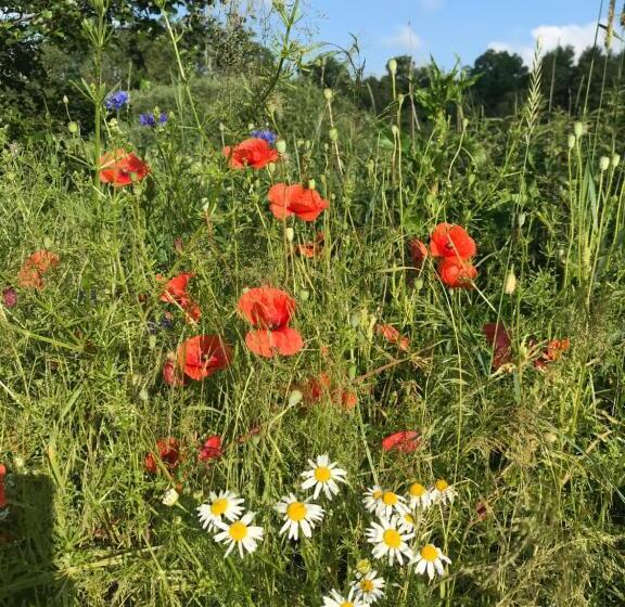 فندق Dwór Barocco