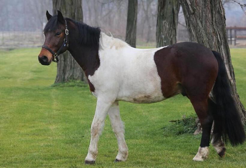 호텔 Hédervári Lovas Vendégház