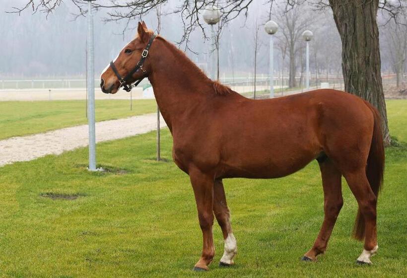 호텔 Hédervári Lovas Vendégház