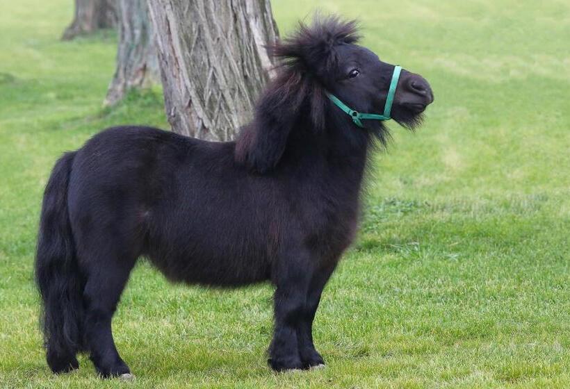 호텔 Hédervári Lovas Vendégház