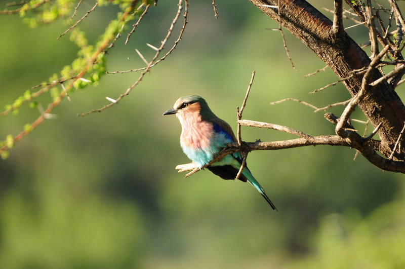 호텔 Morokolo Game Lodge