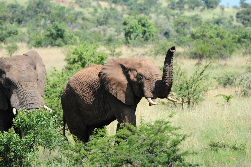 호텔 Morokolo Game Lodge