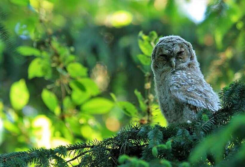 בית מלון כפרי Sowia Dolina   Góry Sowie