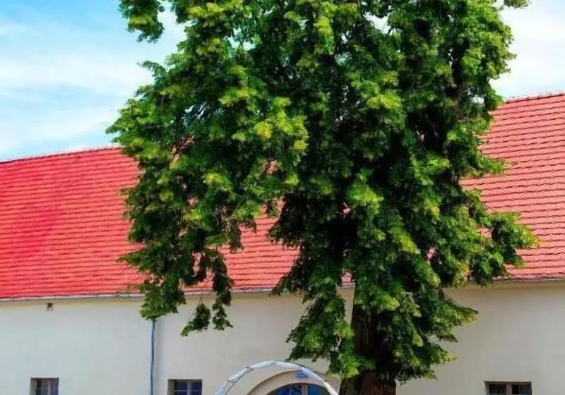 Pałac Wiechlice   Hotel, Restaurant, Spa
