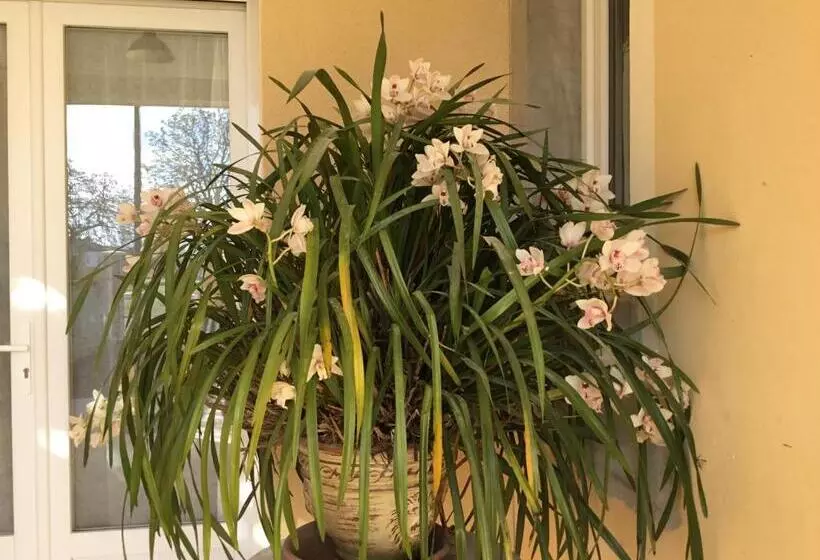 Aamiaismajoitus (B&B) Le Clos Des Gazanias