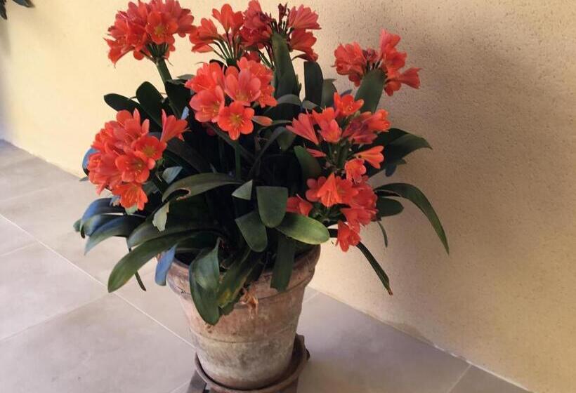 Bed and Breakfast Le Clos Des Gazanias