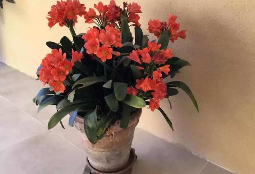 Aamiaismajoitus (B&B) Le Clos Des Gazanias