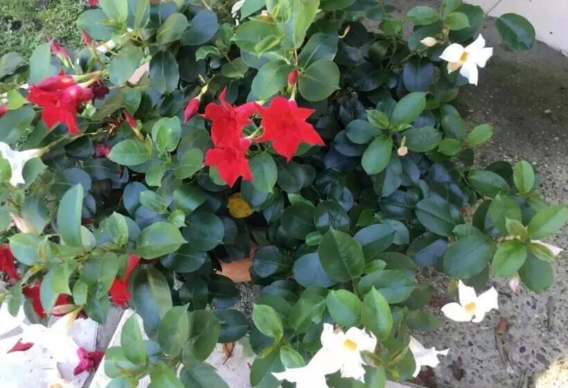 Aamiaismajoitus (B&B) Le Clos Des Gazanias