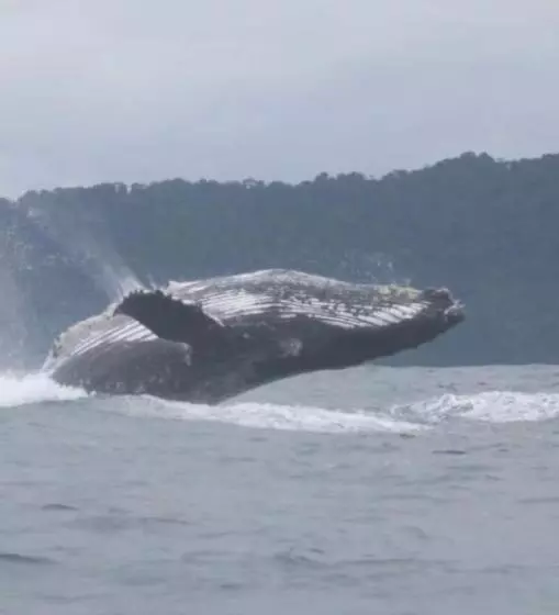 ホテル Cabañas Iracas Del Mar